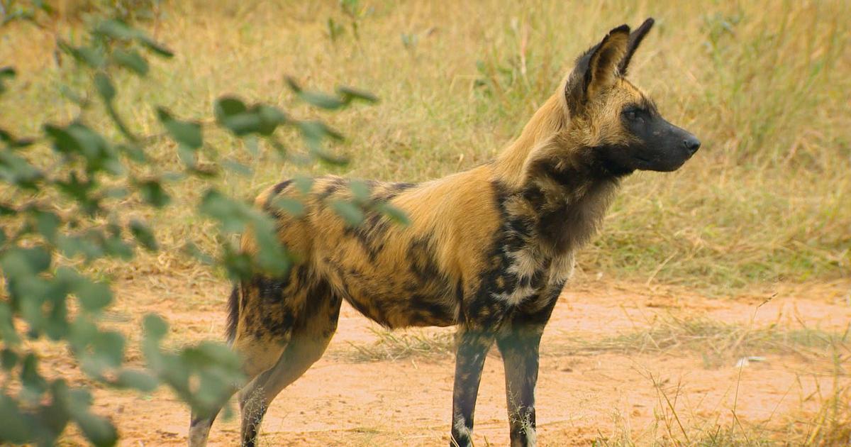 Die Wildhunde Das Waisenhaus Fur Wilde Tiere Ard Das Erste