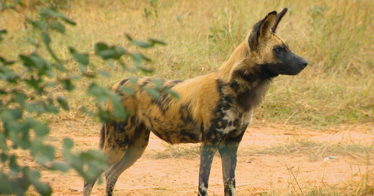 Die Wildhunde - Das Waisenhaus für wilde Tiere - ARD | Das Erste