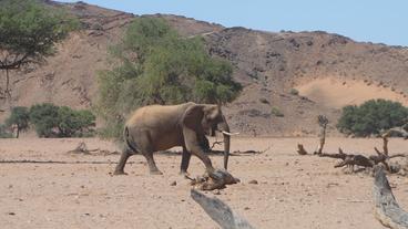 Wüstenelefant