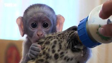 Bild: SWR Meerkatze und Leopardenbaby