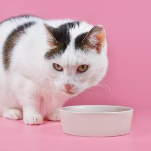 Katze vor Fressnapf