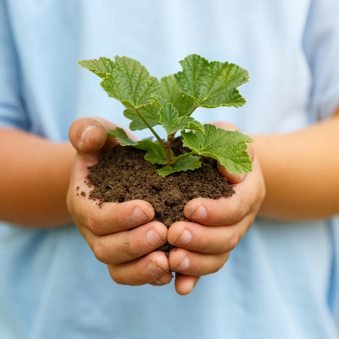 Ein Kind hält Erde mit einer jungen Pflanze in den Händen