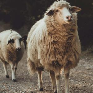 Das letzte Schaf