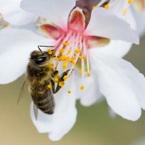 Eine Biene sitzt auf einer Blüte