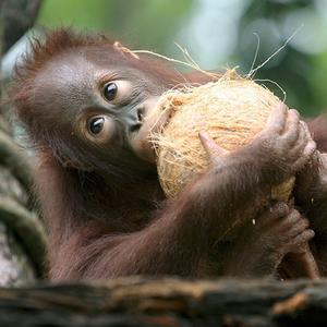 Klauen Affen wirklich Kokosnüsse?