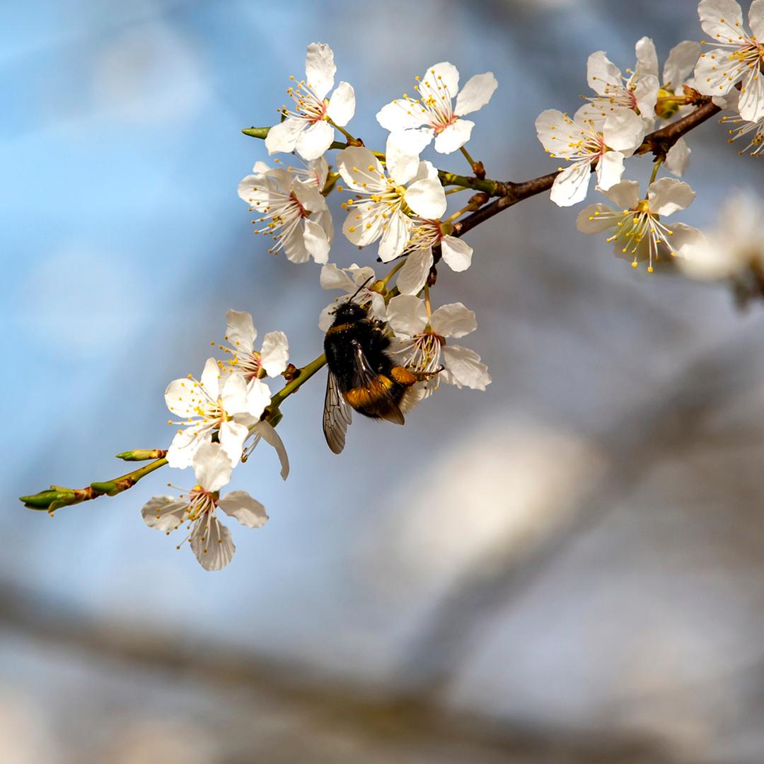 Der Schlehdorn ( Prunus spinosa ) ist eine Pflanzenart aus der Gattung Prunus, die zur Tribus der Steinobstgewächse ( Amygdaleae ) innerhalb der Familie der Rosengewächse ( Rosaceae ) gehört. ・Bild: picture alliance / Goldmann | Goldmann Der Schlehdorn ( Prunus spinosa ) ist eine Pflanzenart aus der Gattung Prunus, die zur Tribus der Steinobstgewächse ( Amygdaleae ) innerhalb der Familie der Rosengewächse ( Rosaceae ) gehört.