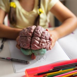 Ein Schulkind hält die Nachbildung eines menschlichen Gehirns in den Händen