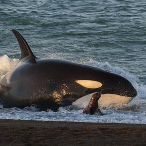 Ein Orca jagt einen Seelöwen: Um die Jagdstrategie geht es im Podcast Erlebnis Erde