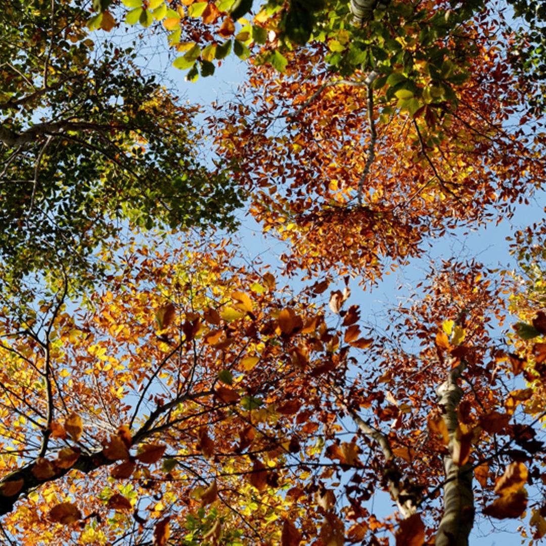 Herbstliche Laubbäume im Wald, aufgenommen am 19.10.2017 bei Bad Grund. 