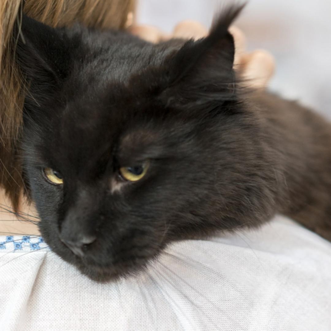 Katze liegt auf der Schulter Katze liegt auf der Schulter