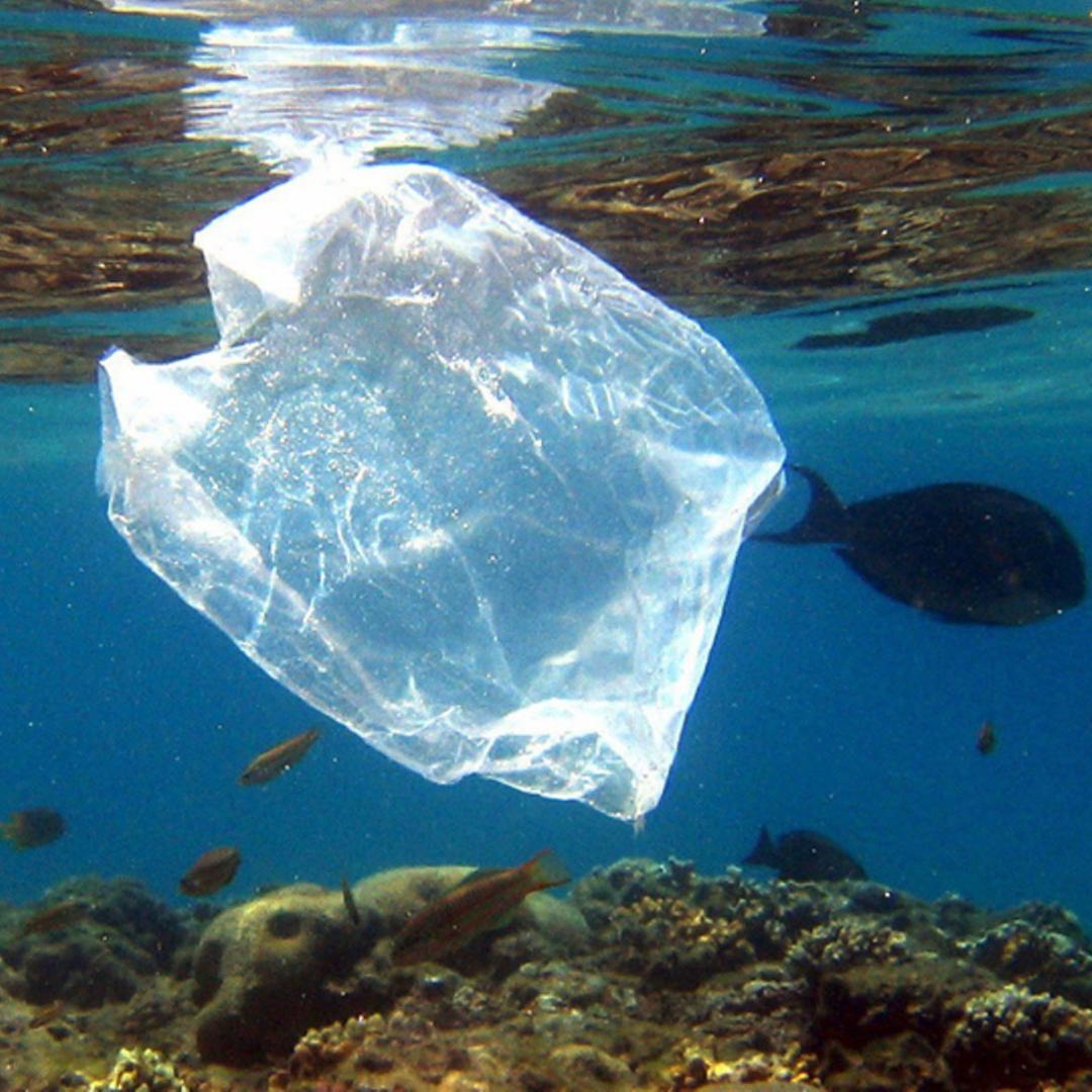 PLastiktüte im Roten Meer PLastiktüte im Roten Meer