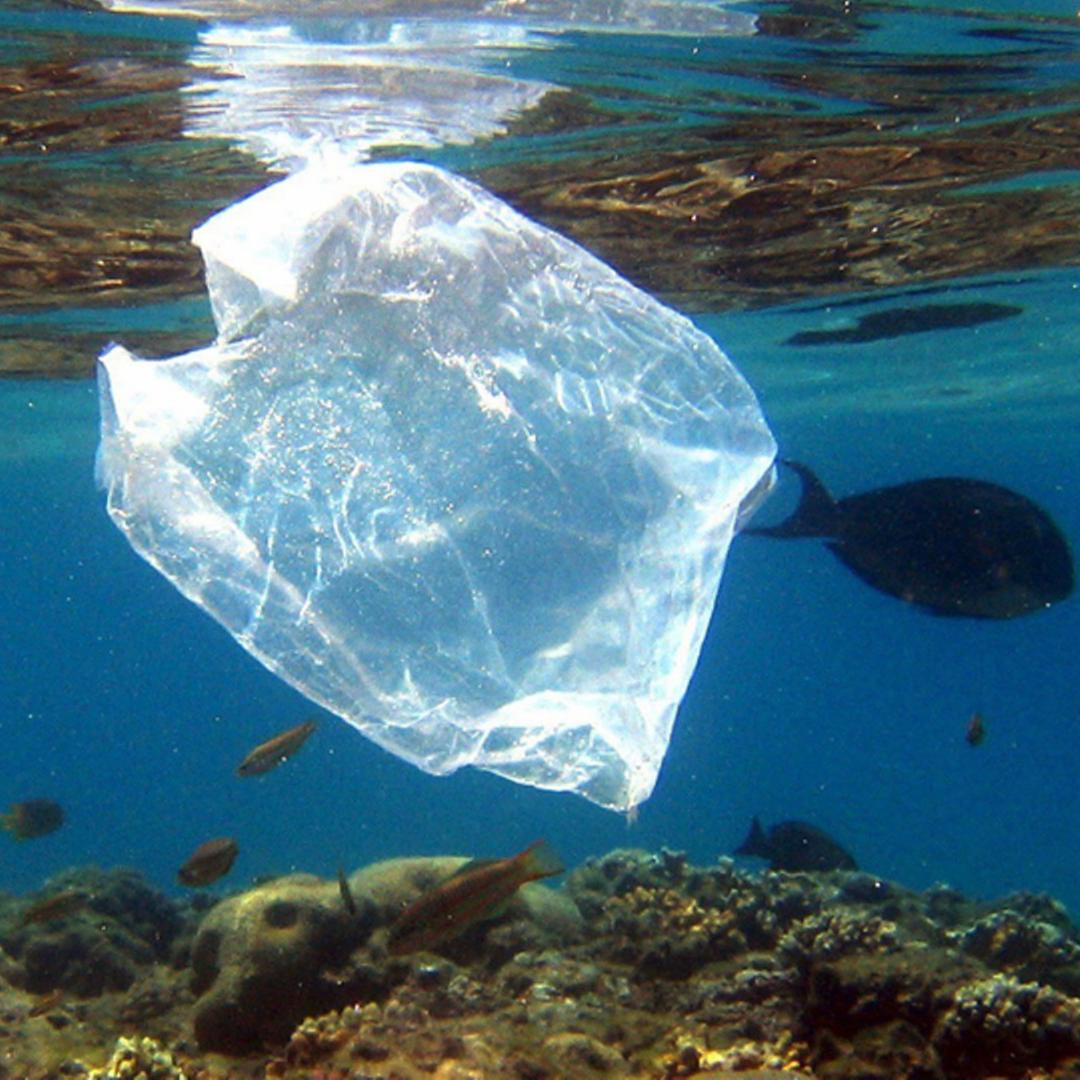 PLastiktüte im Roten Meer