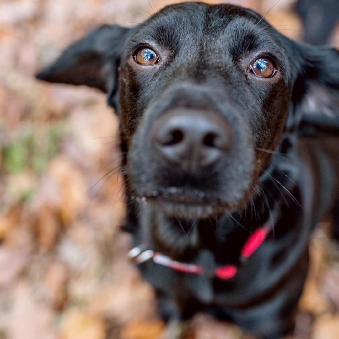 Ein Hund sitzt im Wald Ein Hund sitzt im Wald