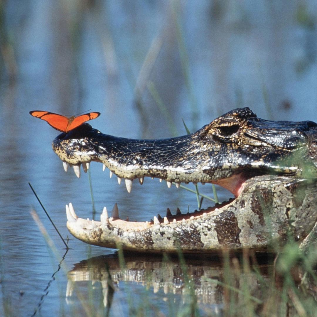 Paraguaykaiman mit orangem Schmetterling auf der Schnauze Paraguaykaiman mit orangem Schmetterling auf der Schnauze