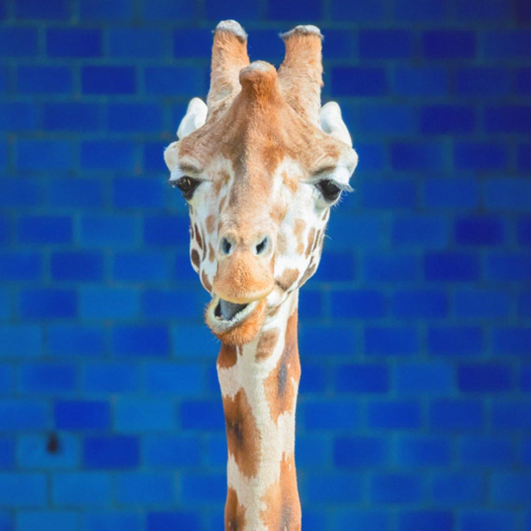 Giraffe kaut in ihrem Gehege im Berliner Zoo Giraffe kaut in ihrem Gehege im Berliner Zoo