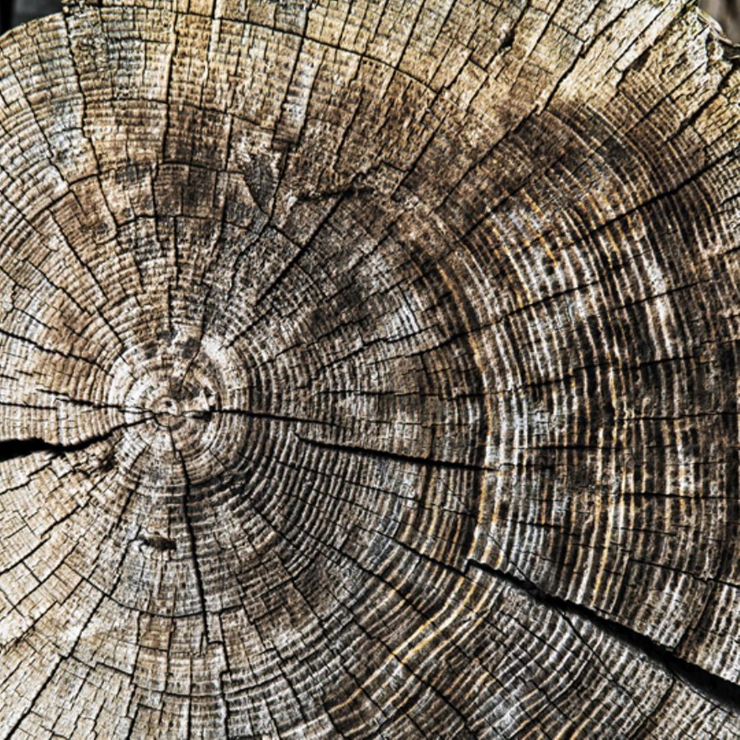 Alter Baum mit Jahresringen Alter Baum mit Jahresringen