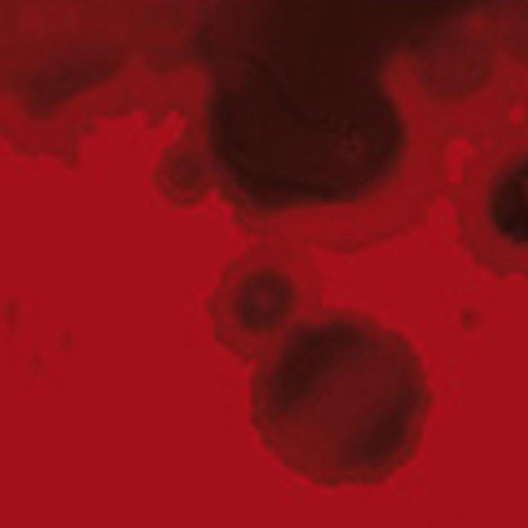 Logo: Radio Tatort Logo: Radio Tatort