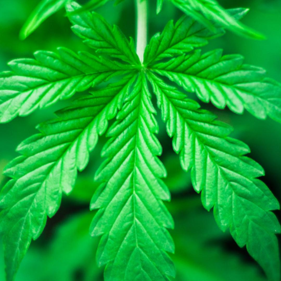 Ein Cannabis-Blatt. Ein Cannabis-Blatt.