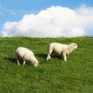 Schafe grasen auf einer Weide