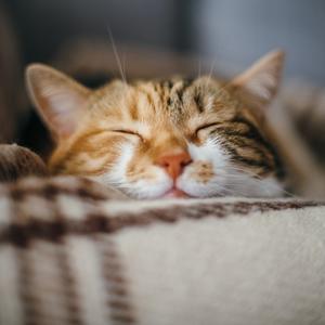 Schlafende Katze