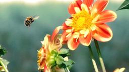 Biene im Anflug auf eine Dahlienblüte im Jerichower Land (Sachsen-Anhalt)