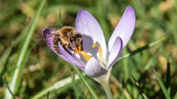 Biene schlürft Nektar im Krokus