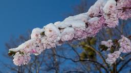 Kirschblüten im Schnee
