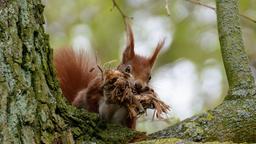 Eichhörnchen beim Nestbau