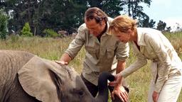 STÜRME IN AFRIKA: Alex (Markus Knüfken) zeigt Eva (Katja Flint) ein verwaistes Elefantenbaby.