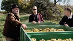 Der Weinbauer Tomasek wird von Alexander Haller (Philipp Hochmair) und Niko Falk (Andreas Guenther) über die Weinlese befragt.