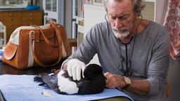 Der Zoologe Dr. Buster (Bryan Brown) untersucht Dougs Ente.