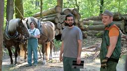 Forstwirtin Yvonne Mieder mit Rückepferd Volker, Forstwirtschaftsstudent Selim Said und Forstwirt Robin Precht bei der Arbeit.