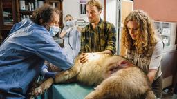 Georg Stadelmaier (Helmfried von Lüttichau, li.) behandelt den verletzten Wolf. Moritz Leytner (Max Woelky, Mitte) und Rike (Klara Deutschmann) assistieren ihm.