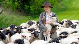 Inmitten der Schafe hat Svea (Stefanie Stappenbeck) ihre Berufung gefunden.