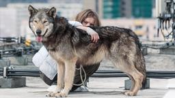 Kann ein Mensch um Anias (Lilith Stangenberg) Zuneigung zum Wolf konkurrieren?