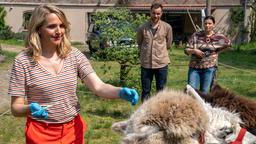 Lamas als Infektionsträger? Nora (Tanja Wedhorn) nimmt eine tierische Blutprobe. Max (Bernhard Piesk) und Astrid (Nele Rosetz) schauen zu.