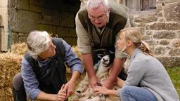 Tierarzt Eric (Philipp Brennikmeyer, li.) hilft dem verbitterten Tom Flatcher (Harry Täschner) und seiner Tochter Mary (Sina Tkotsch), ein krankes Schaf zu behandeln.