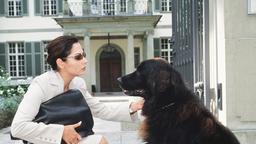 Um an einen Job zu kommen, macht die allein erziehende Pia Brandt (Simone Thomalla) auf Single. Hund Jack stört bei ihrem Bewerbungsgespräch und muss leider draussen bleiben.