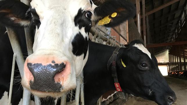 Bild: rbb/EIKON Media und MIRAMONTE Auf dem globalen Lebensmittelmarkt ist Milch ein gefragter Rohstoff, mit dem knallhart gehandelt wird. Grimme-Preisträger Andreas Pichler blickt hinter die Kulissen der Milchindustrie und zeigt die Konsequenzen für Mensch, Tier und Umwelt.