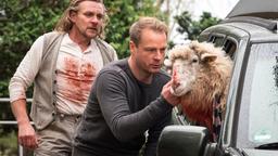 Schäfer (Thomas Ziesch) lässt sein Schaf von Tierarzt Hauke Jacobs behandeln.