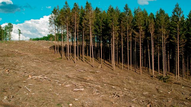 Monokulturen leiden besonders unter der Trockenheit. Mischwälder sind resistenter.