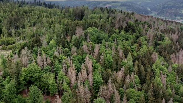 Waldsterben in Bayern 