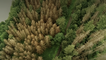 Bild: hr Kaufunger Wald