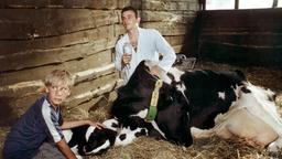 Mark und der Tierarzt bei einer Kuh im Stall