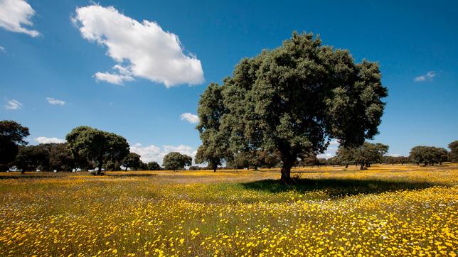 Blühende Dehesa - eine offene Parklandschaft mit weit über die Ebene verstreuten Bäumen in Spanien.