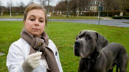 Dass der Hund in der Größe eines Kalbes den Pathologiealltag ganz schön durcheinander bringt, nimmt Silke Haller alias „Alberich“ (ChrisTine Urspruch) mit Humor. Schließlich hat sie sich schnell an den Kalbswürstchen fressenden Riesenhund mit erhöhtem Auslaufbedarf gewöhnt.