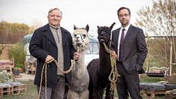 Kommissar Frank Thiel (Axel Prahl, links) und Prof. Karl-Friedrich Boerne (Jan Josef Liefers, rechts) mit zwei Alpakas.