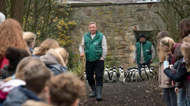 Bild: WDR/Thomas Kost Undercover-Kommissar beim Pinguin-Walk: Kommissar Frank Thiel (Axel Prahl, M) ermittelt undercover im Zoo. Das Wohl der watschelnden Seevögel liegt ihm besonders am Herzen.