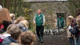 Undercover-Kommissar beim Pinguin-Walk: Kommissar Frank Thiel (Axel Prahl, M) ermittelt undercover im Zoo. Das Wohl der watschelnden Seevögel liegt ihm besonders am Herzen.