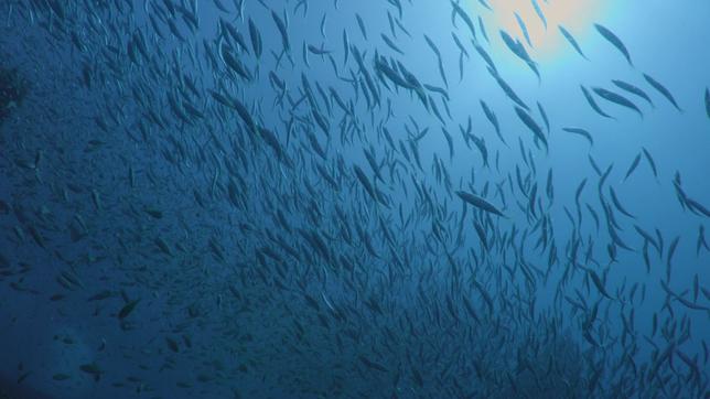 Wie kauft man umweltbewusst Fisch?